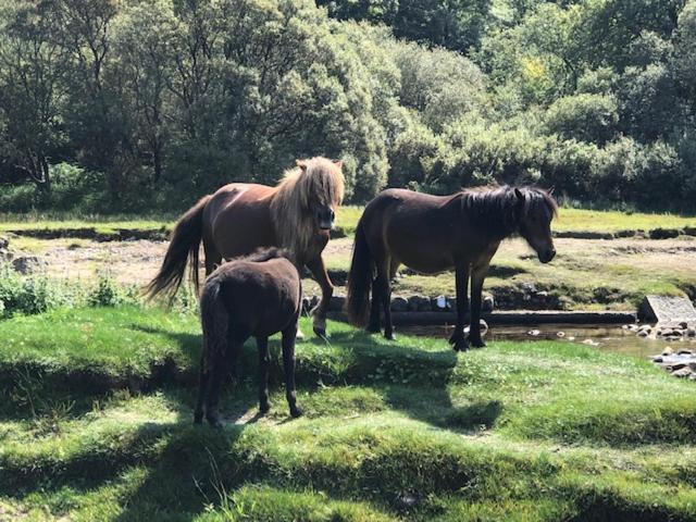 Down The Garden Path Vintage Caravan B&B , Dartmoor Newton Abbot Esterno foto